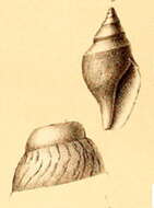 Image of Xanthodaphne xanthias (R. B. Watson 1886)