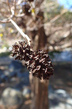 Imagem de Alnus orientalis Decne.