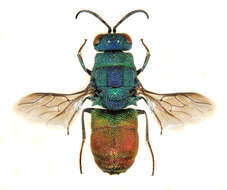 صورة Chrysis comparata