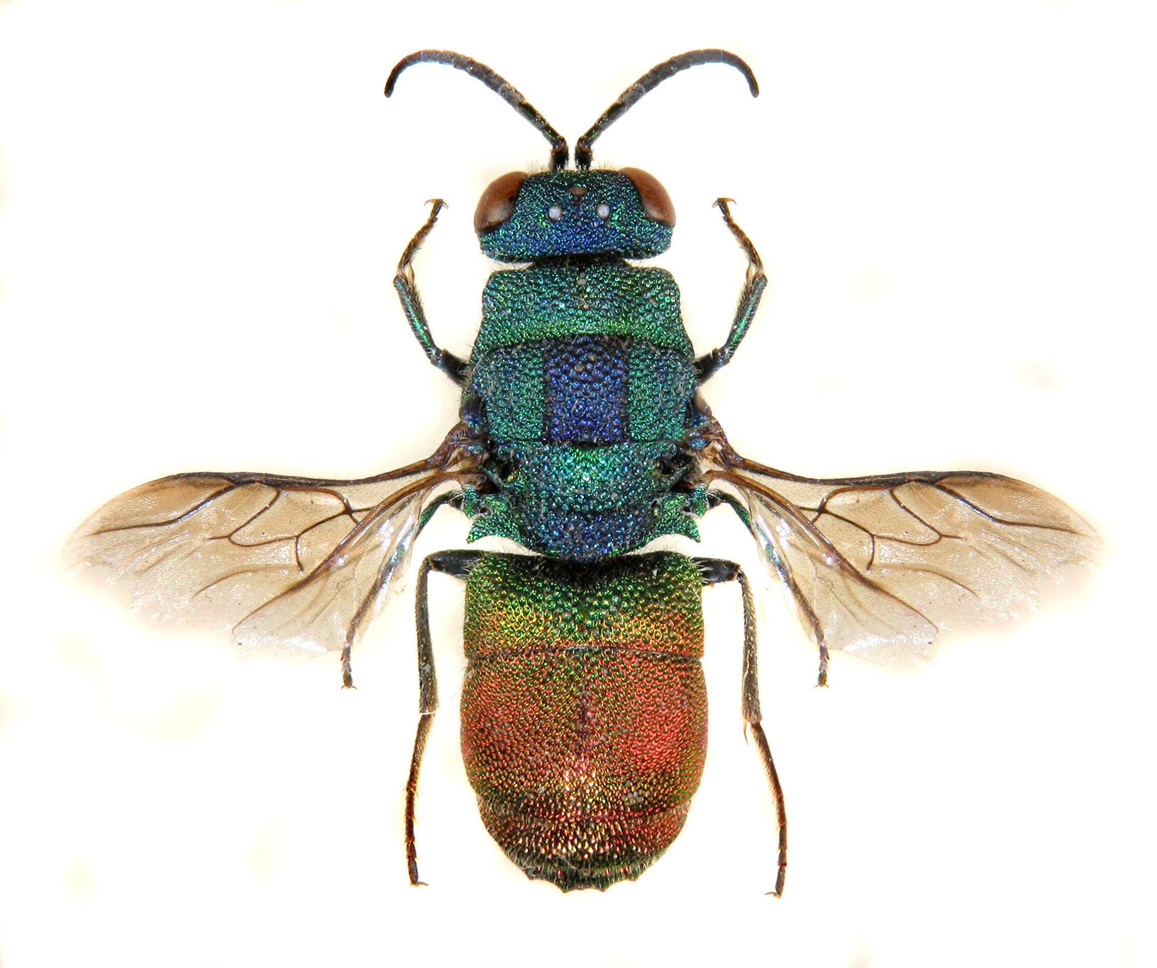 Image of Chrysis comparata