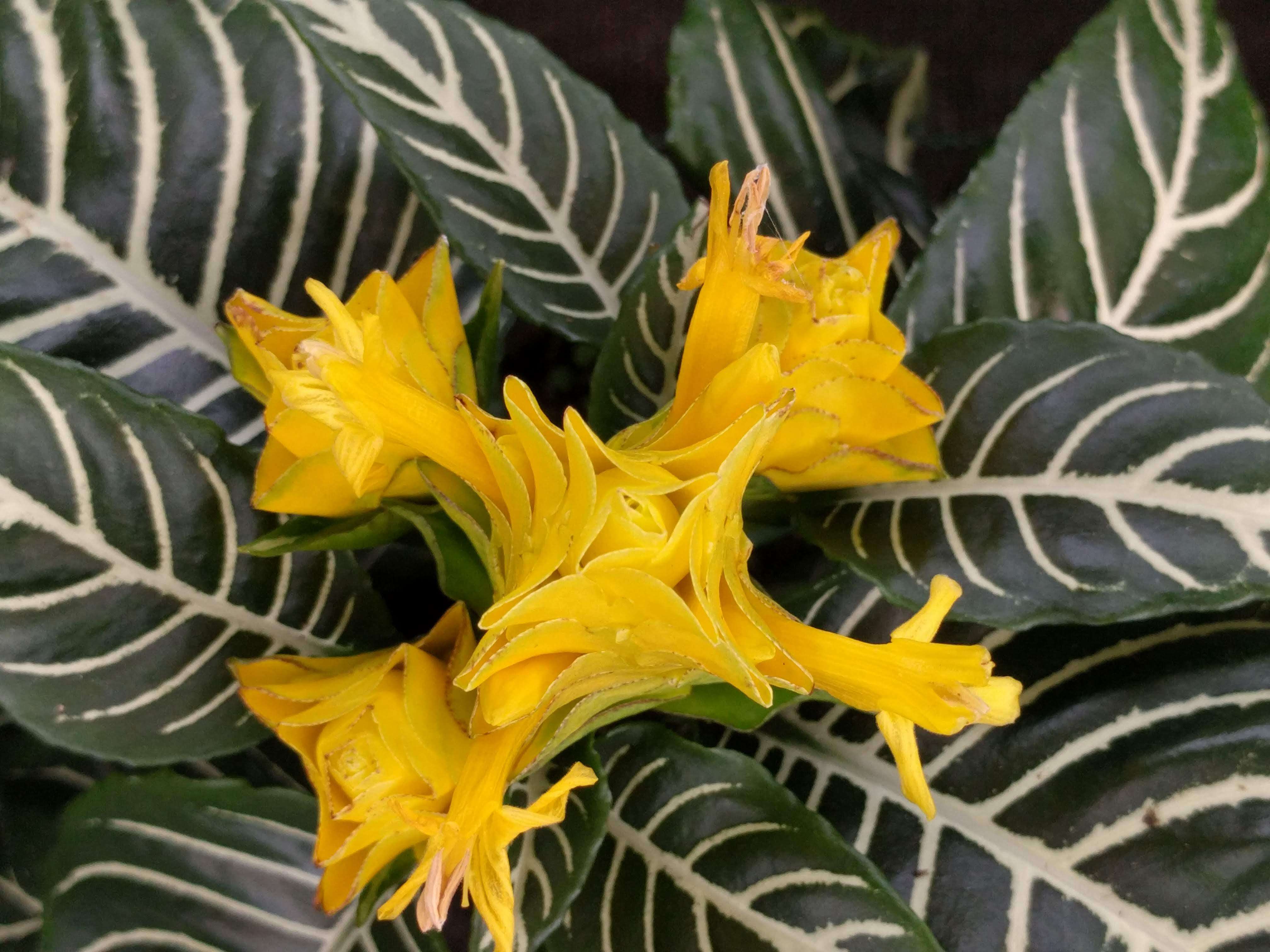 Image de Aphelandra squarrosa Nees