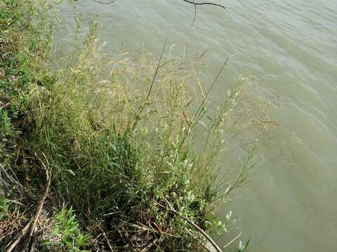 Image of Tufted Hair-grass