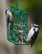 Image of Red-breasted Nuthatch