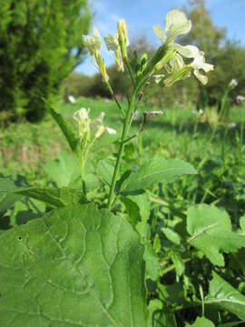 Image of Raphanus sativus var. sativus