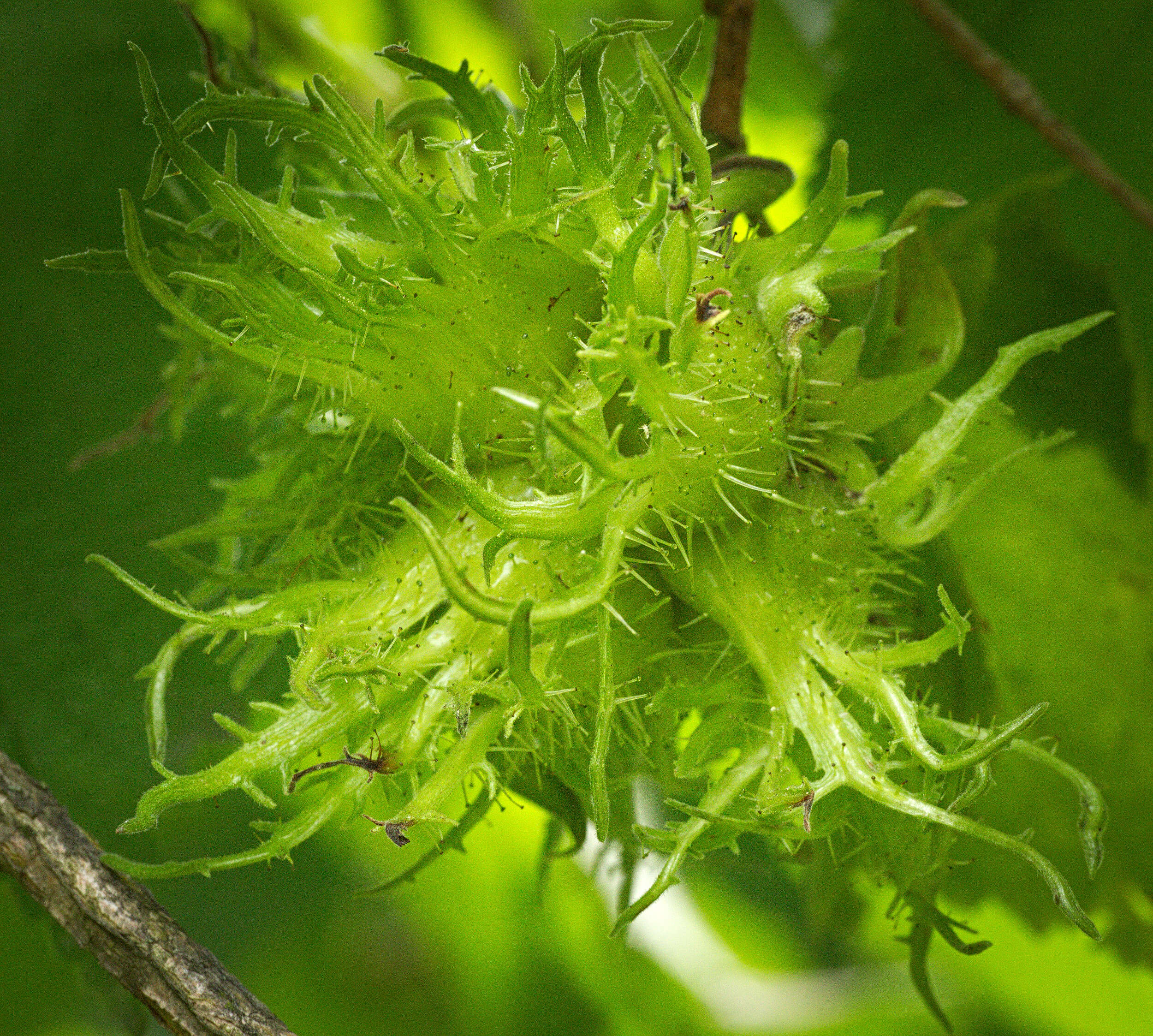 Image of Cobnut