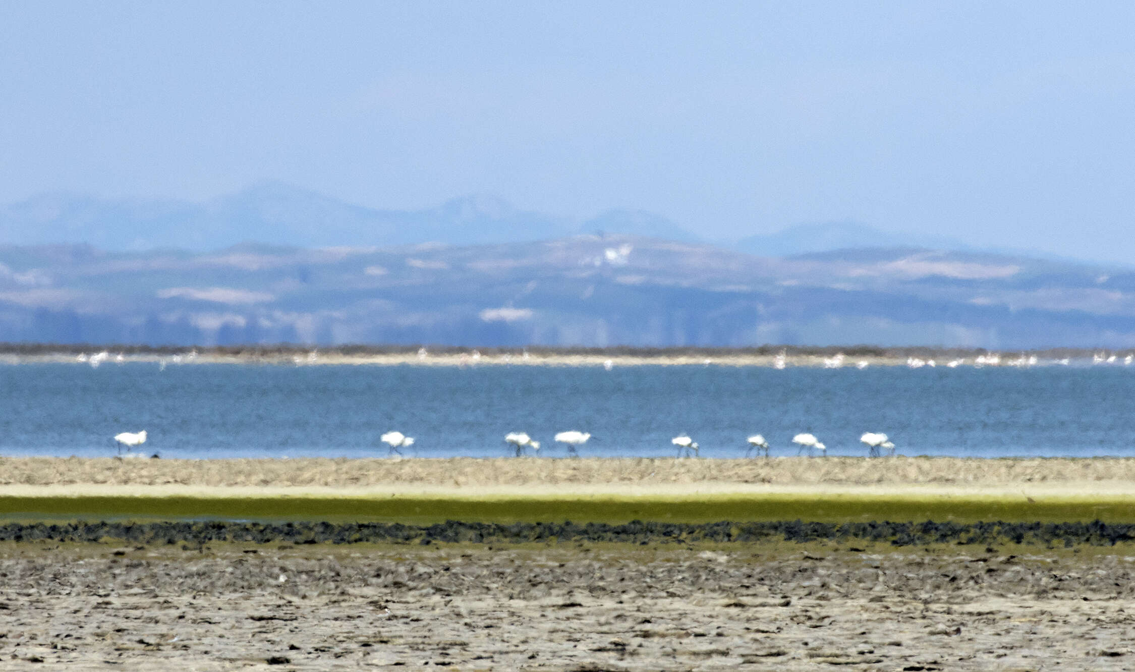 Image of spoonbill, eurasian spoonbill