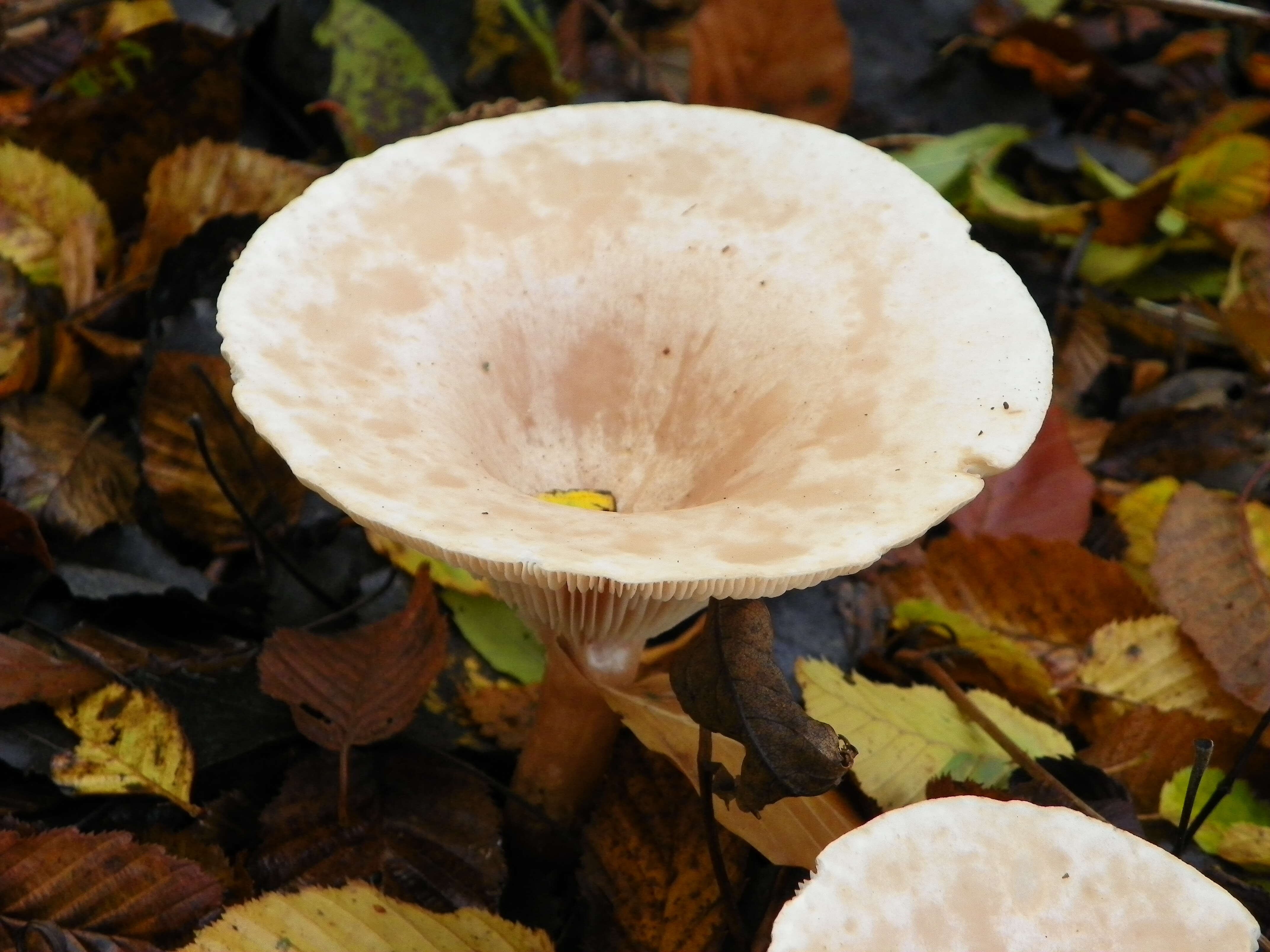 Слика од Clitocybe gibba (Pers.) P. Kumm. 1871