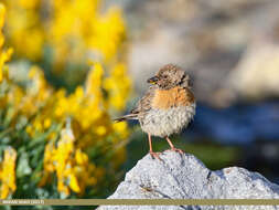 Imagem de Prunella rubeculoides (Moore & F 1854)