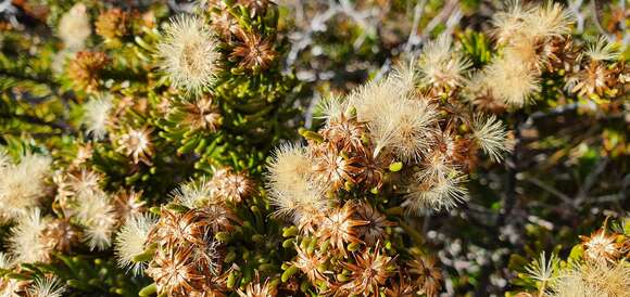 Olearia resmi