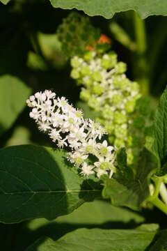 Image of Phytolacca acinosa Roxb.