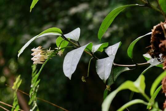 Image of Hoya multiflora Bl.