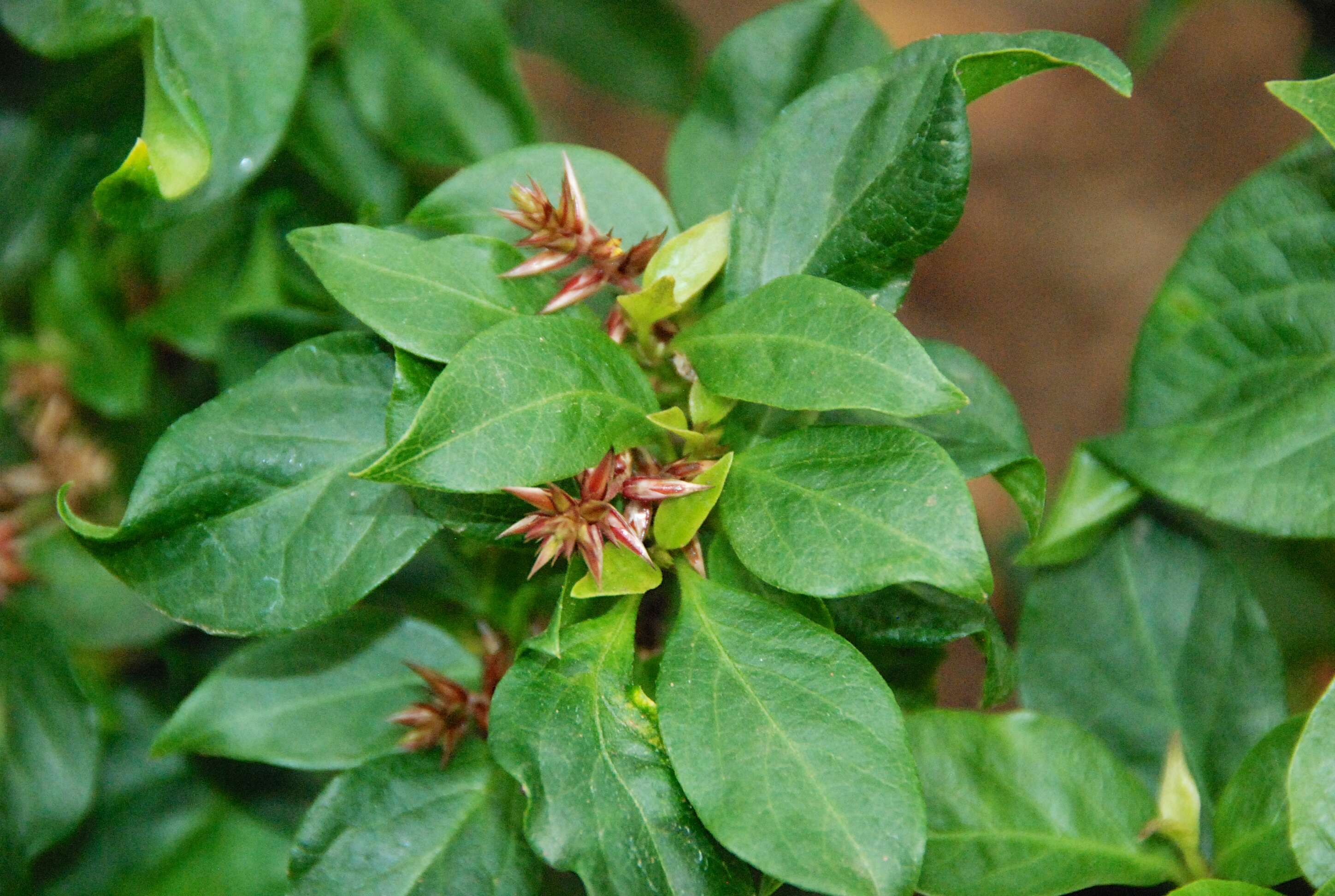 Слика од Achyranthes arborescens R. Br.