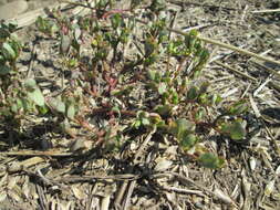 Image of common purslane