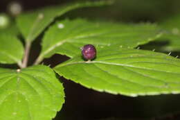 Image of Helwingia japonica (Thunb. ex Murray) F. G. Dietrich