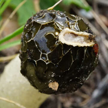 Image of Stinkhorn