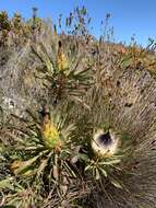 Imagem de Protea longifolia Andr.