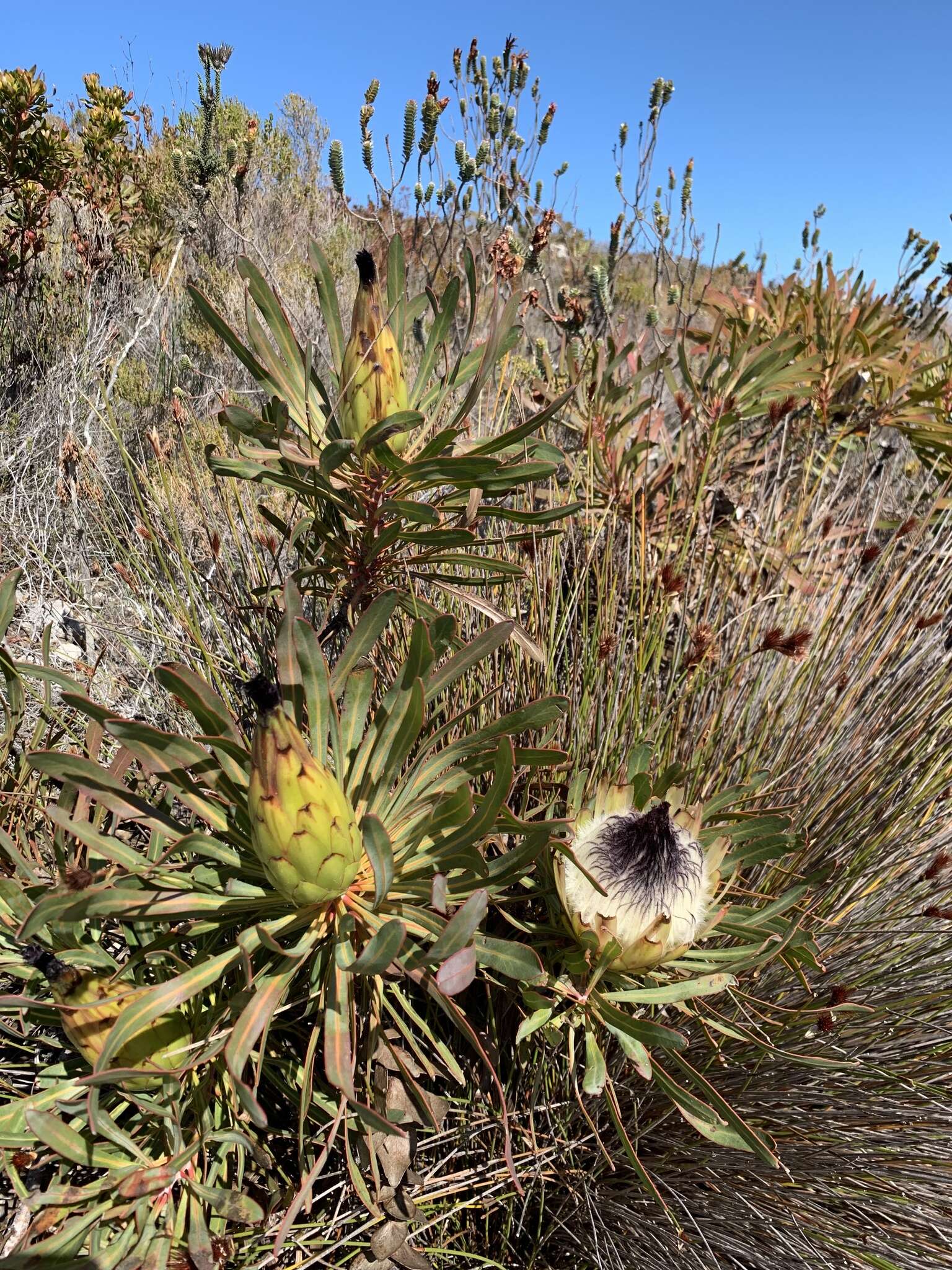 Imagem de Protea longifolia Andr.