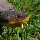 Image of Hoge’s Side-necked Turtle