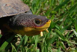 Image of Hoge’s Side-necked Turtle