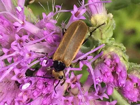 Image of Striped Blister Beetle