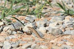 Image of Desert Lidless Skink