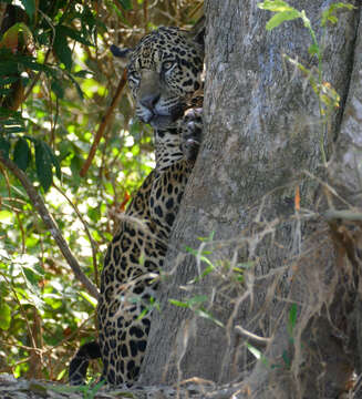 Image de Panthera onca palustris (Ameghino 1888)