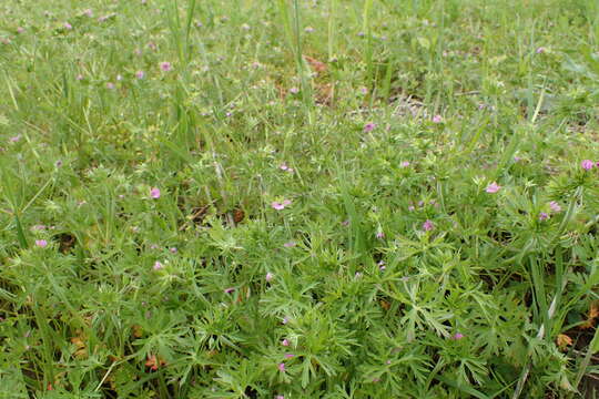 Image of cut-leaved cranesbill