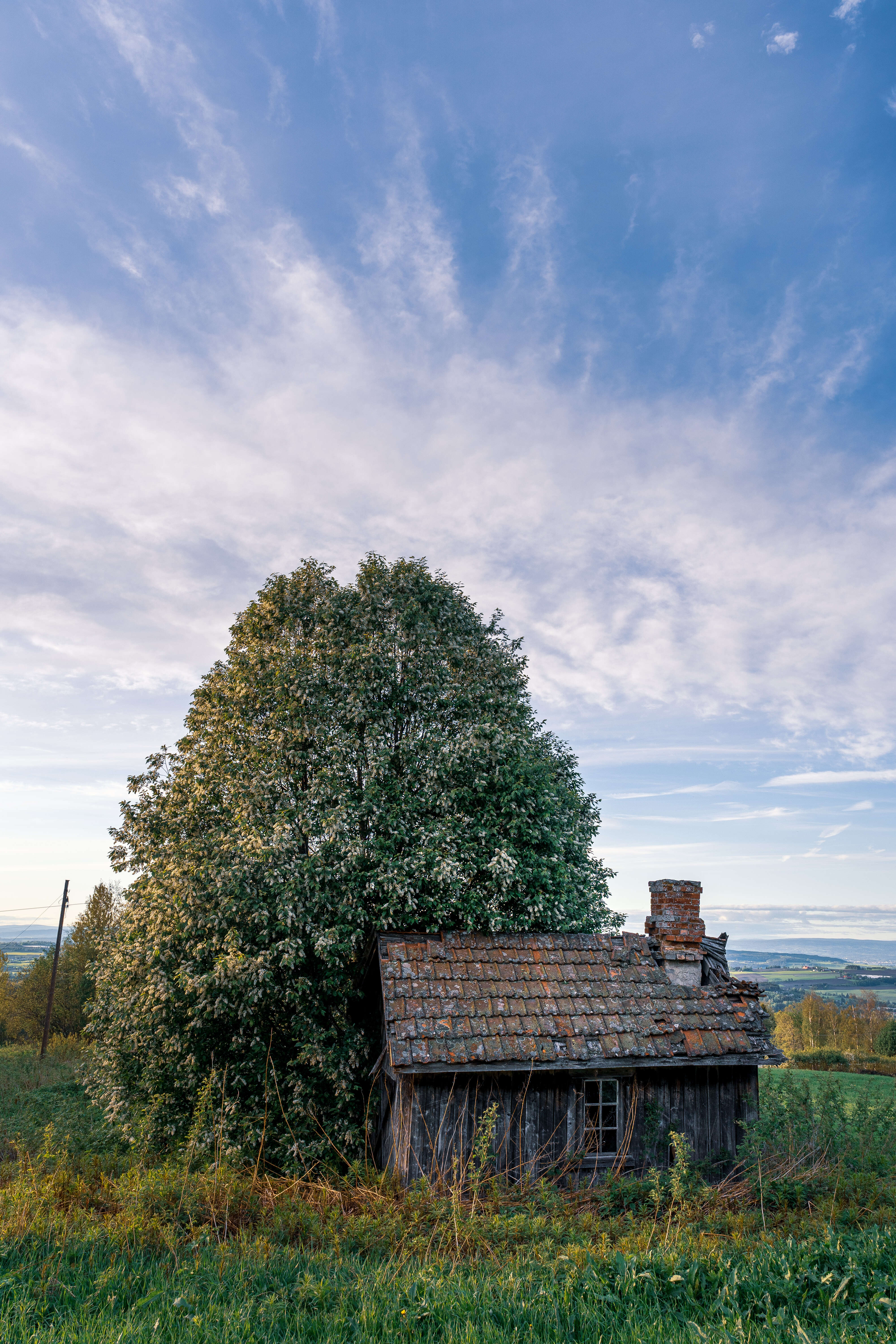 Image of Bird Cherry