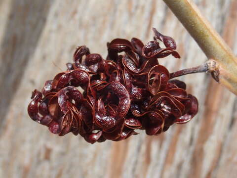 Image of Black wattle