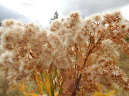 Solidago canadensis L. resmi