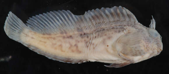 Image of Feather Blenny