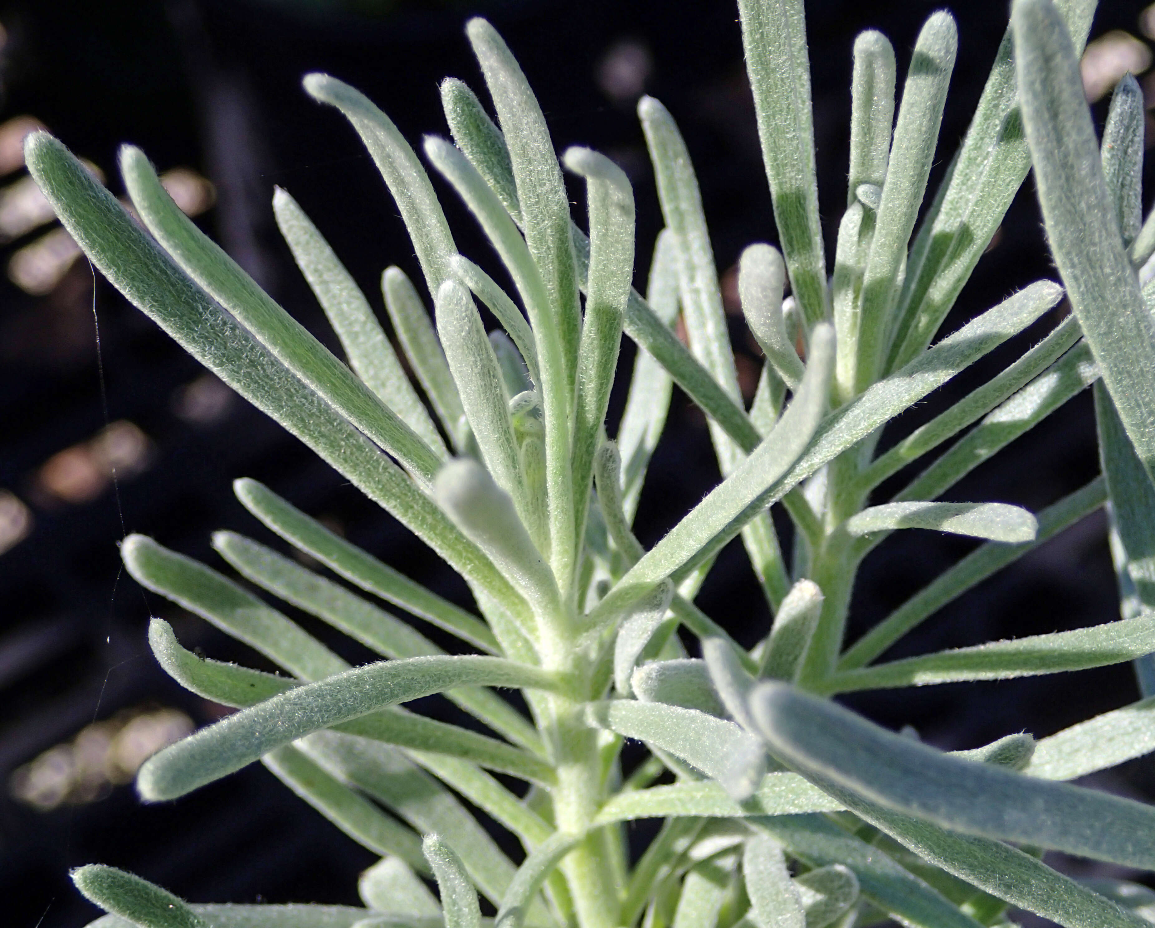 Image of sea rosemary