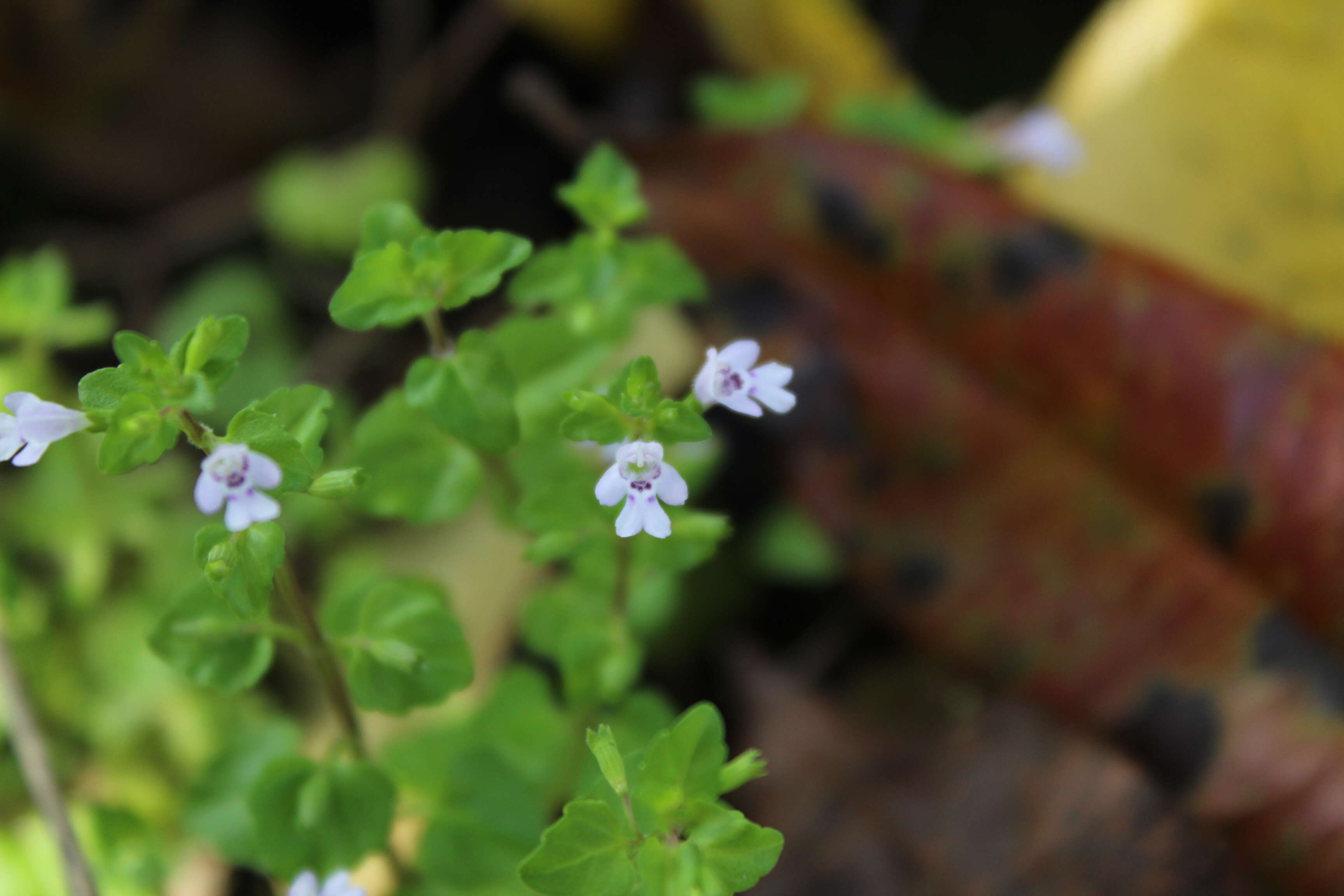 Clinopodium brownei (Sw.) Kuntze resmi