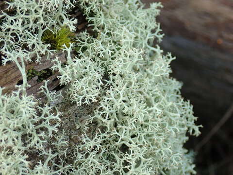 Image of Reindeer lichen