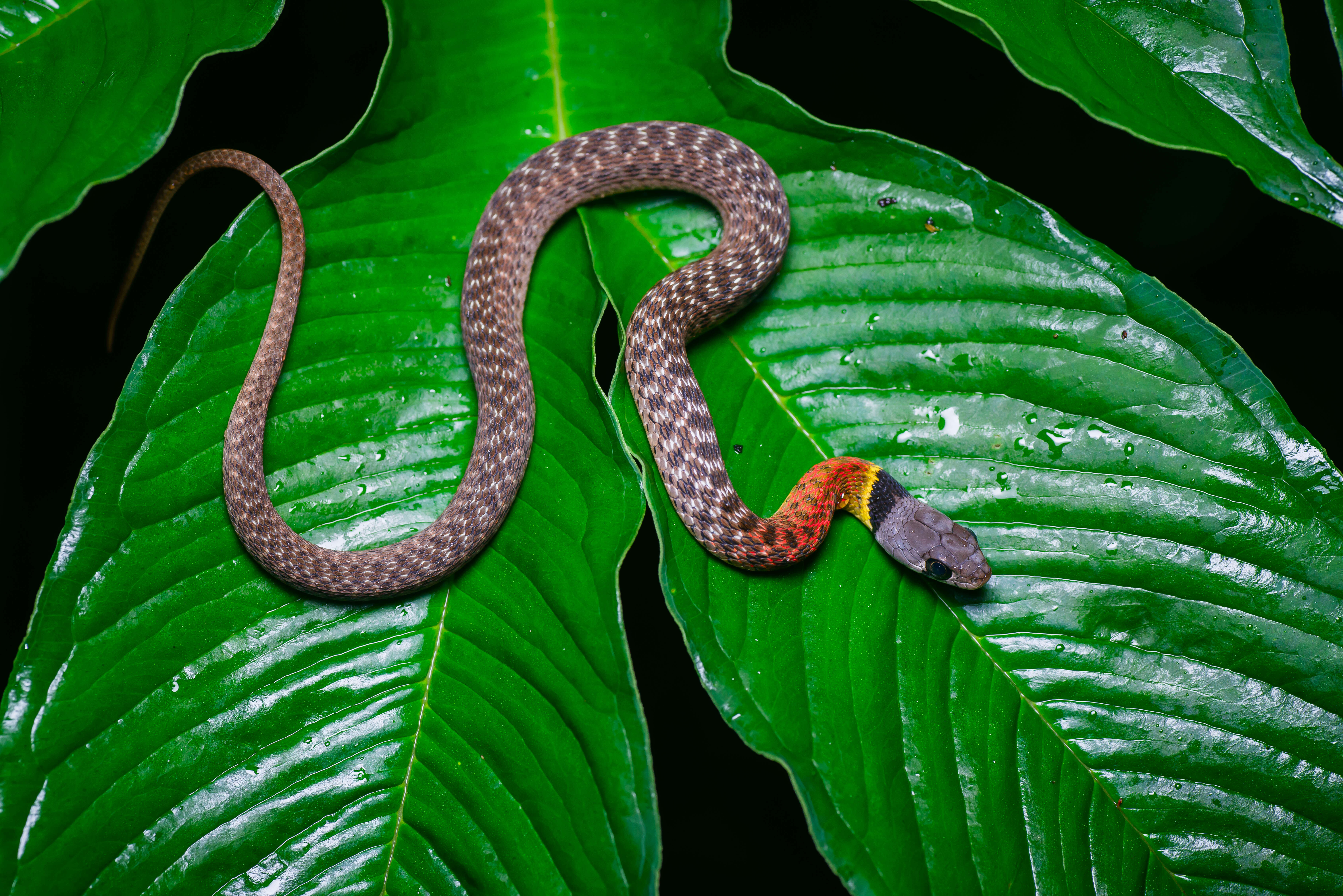 صورة Rhabdophis subminiatus (Schlegel 1837)