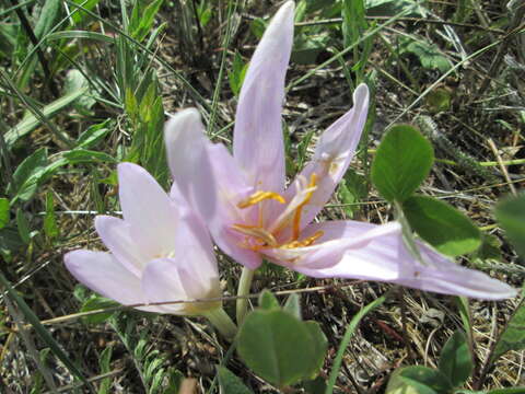 Image of Autumn crocus