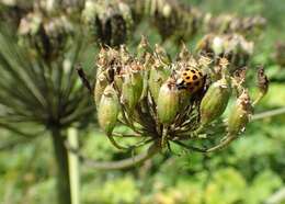 Imagem de Heracleum sosnowskyi Manden.