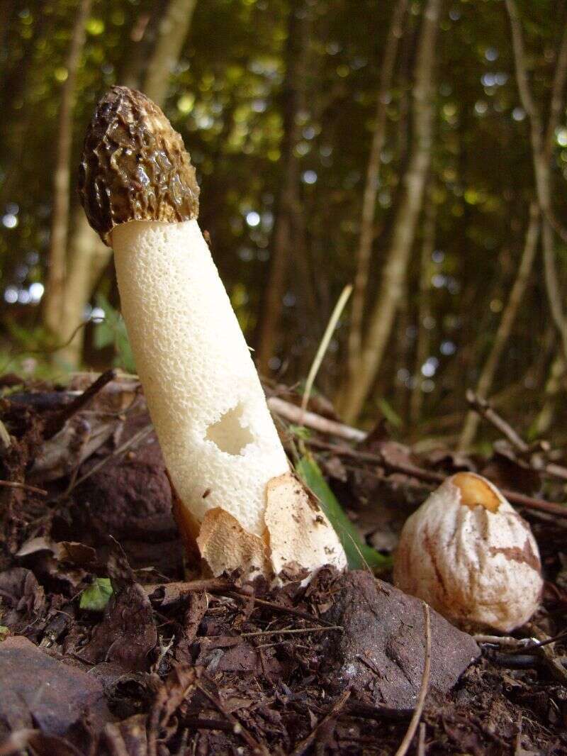 Image of Stinkhorn