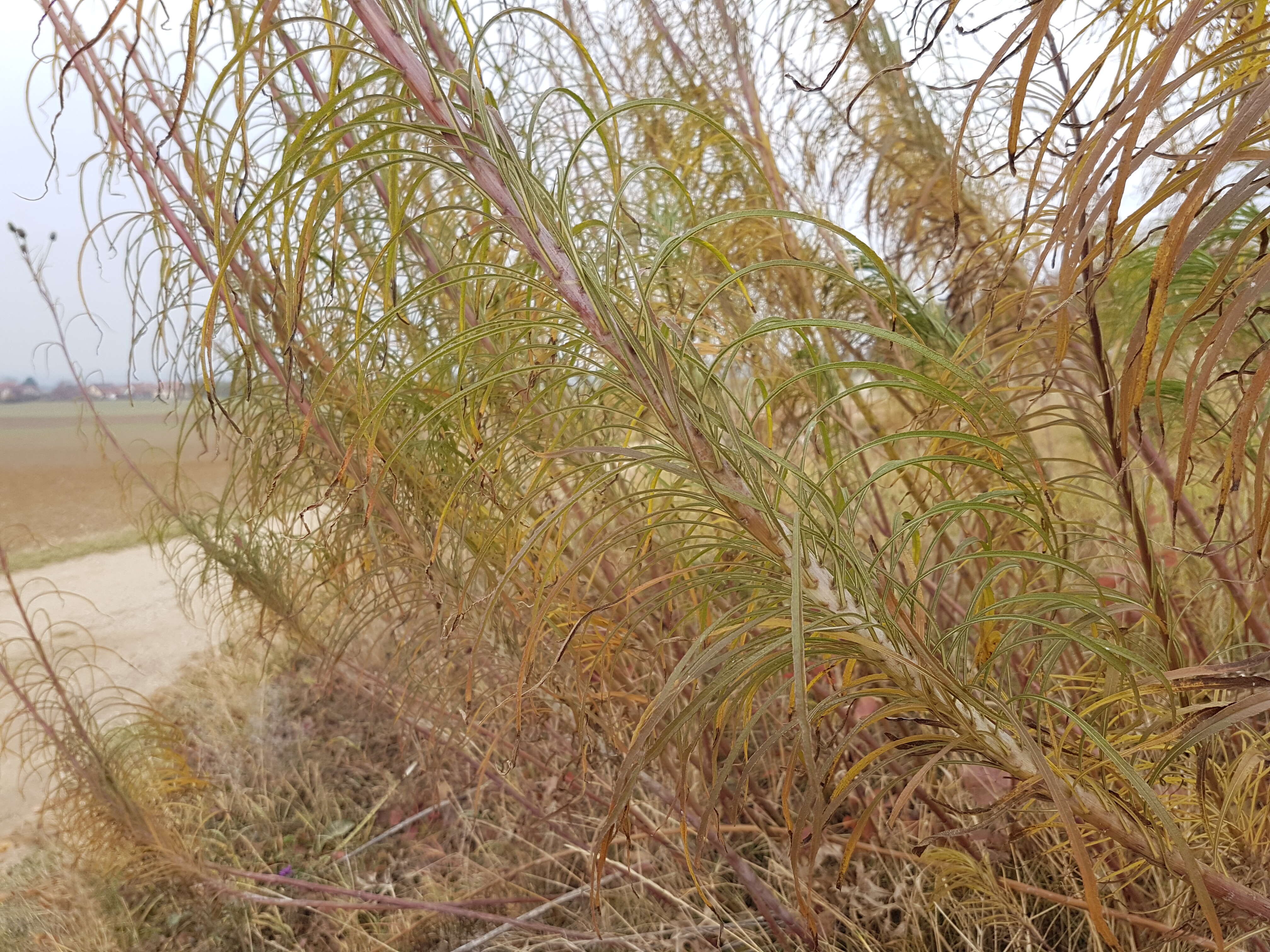 Image of willowleaf sunflower