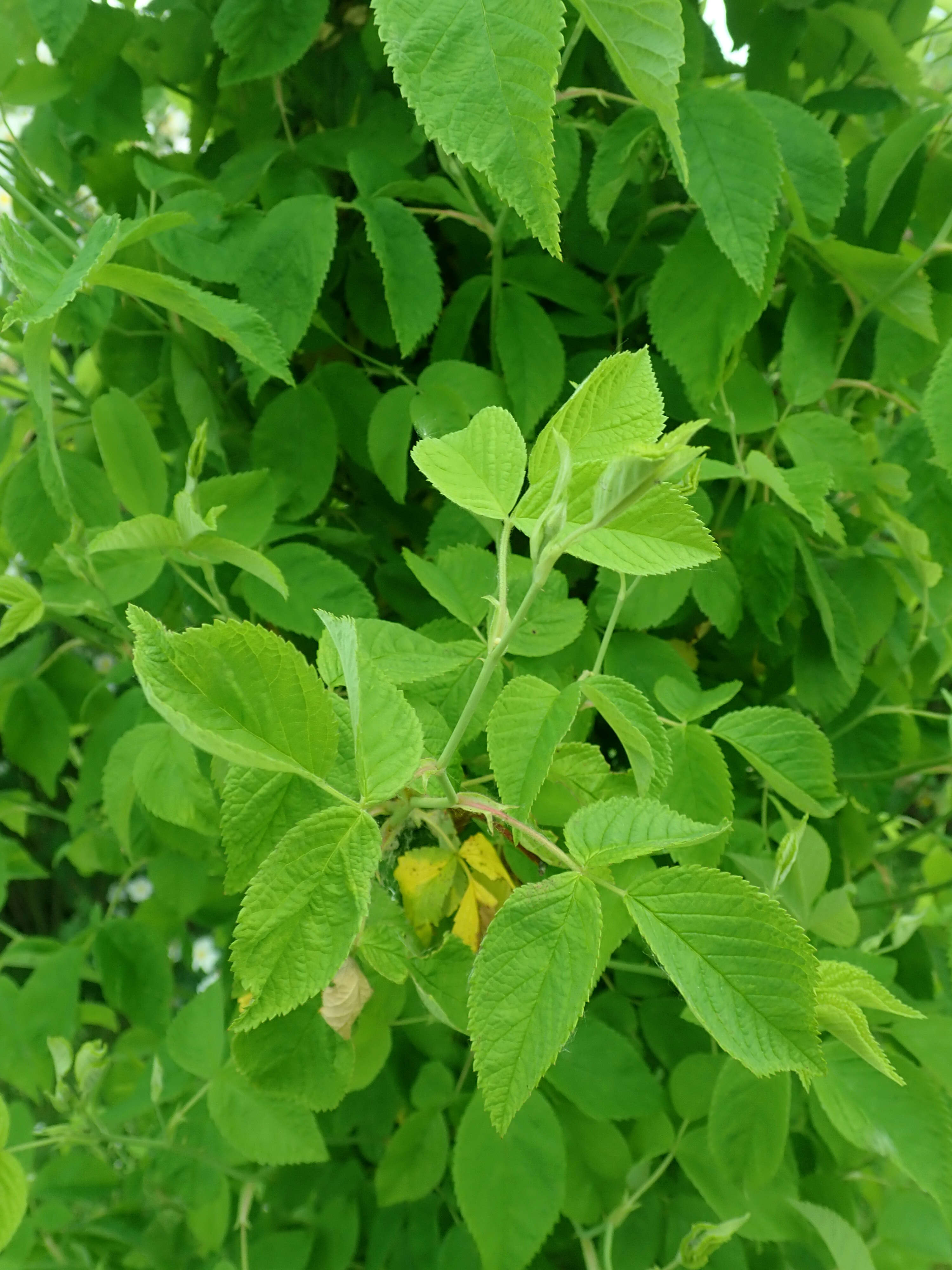 Image of climbing rose