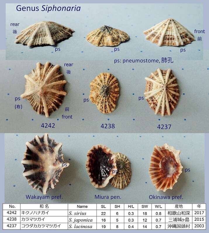 Image of Siphonarimorpha