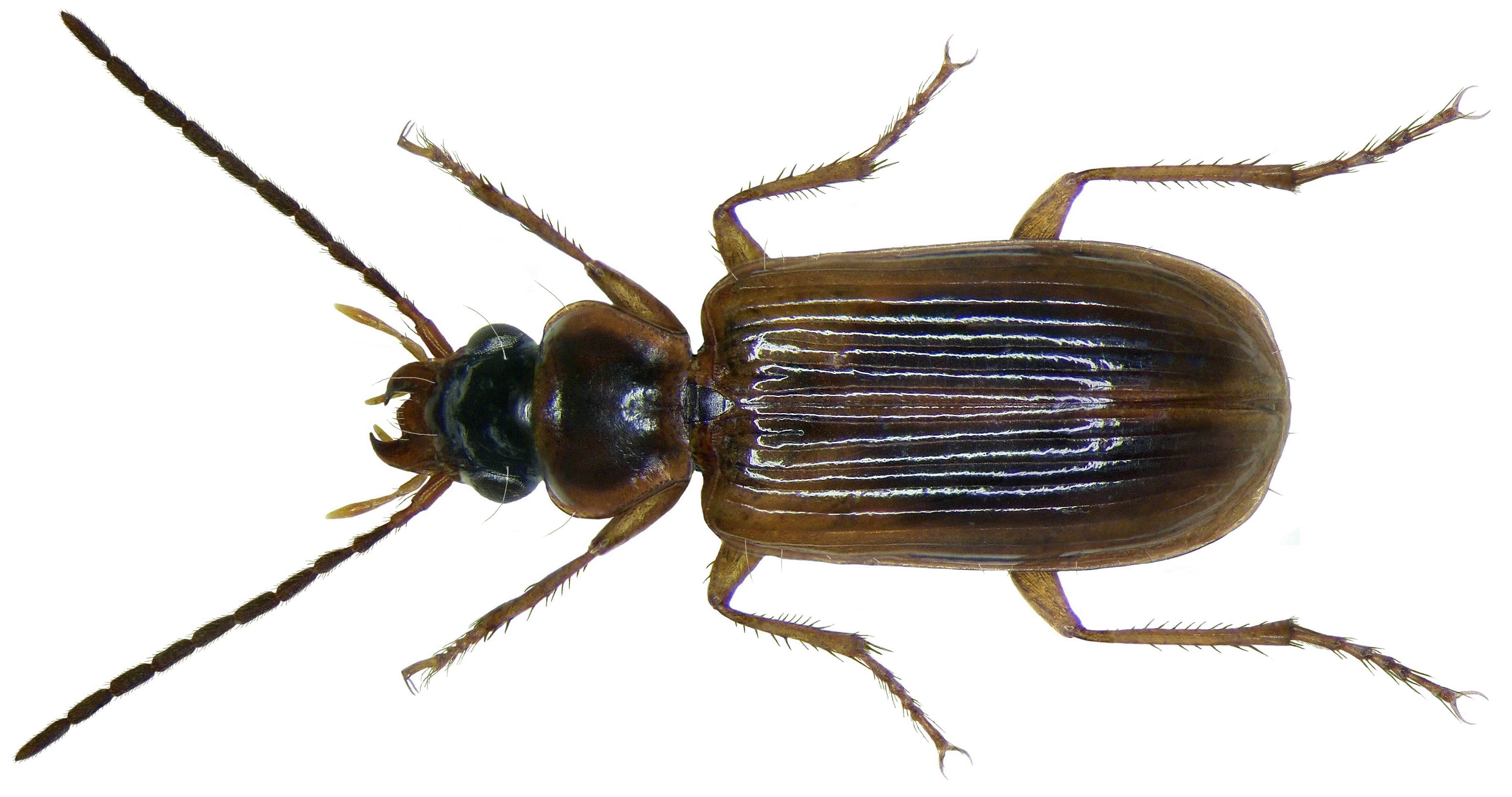 Image of Anthracus