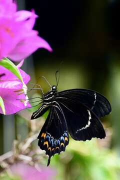 Image of Swallowtail butterfly