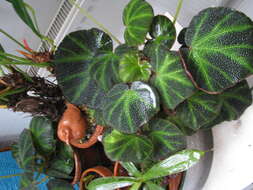 Image de Begonia soli-mutata