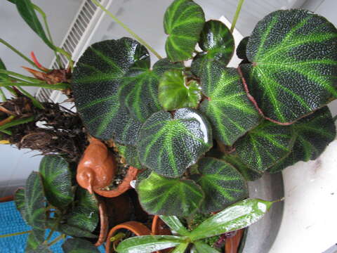 Image de Begonia soli-mutata