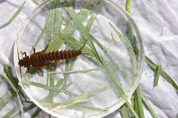 Image of Knobbed Salmonfly