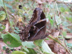 Image of Bamboo Tree Brown