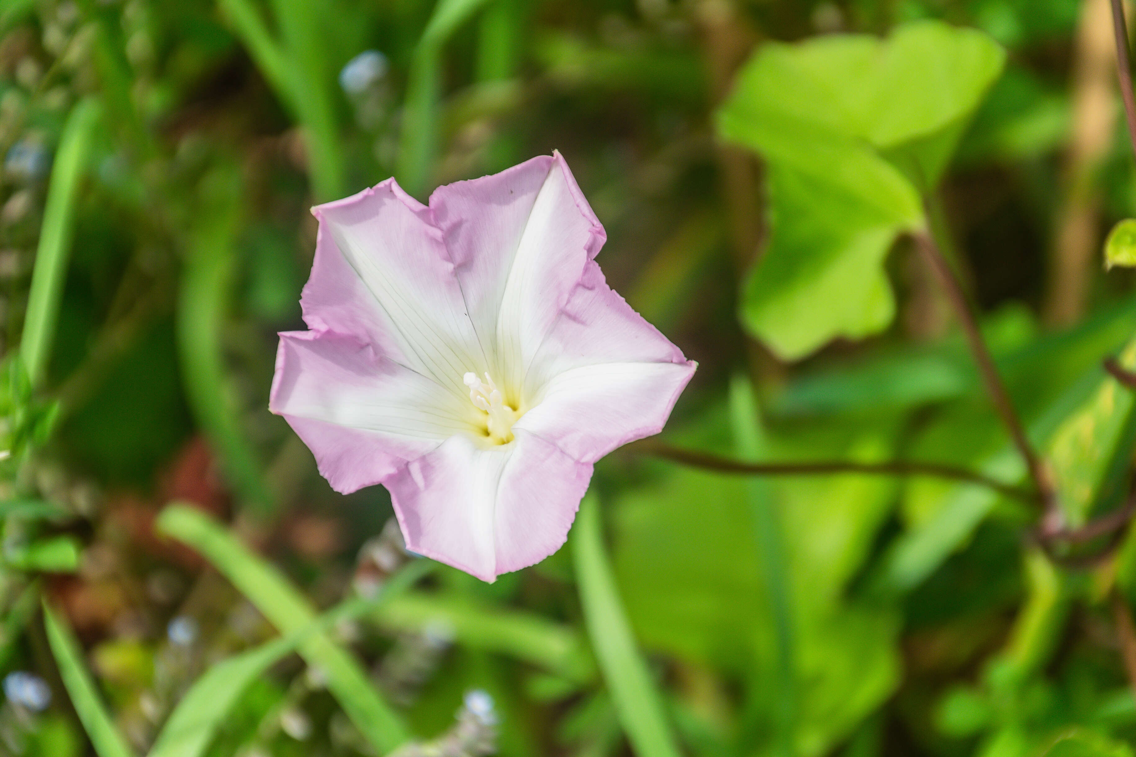 Plancia ëd Calystegia soldanella (L.) R. Br.