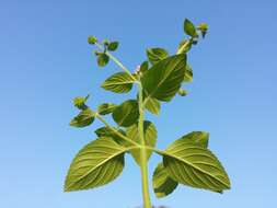 Image of Water Mint