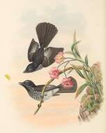 Image of Cockerell's Fantail